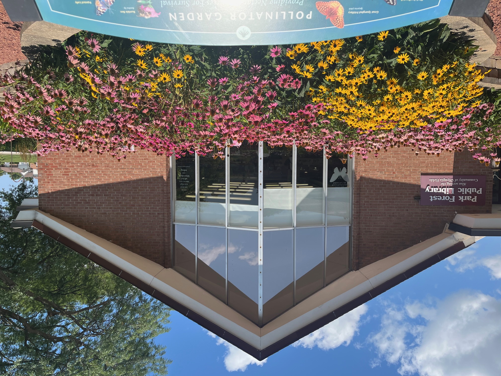 Library Background with Coneflowers