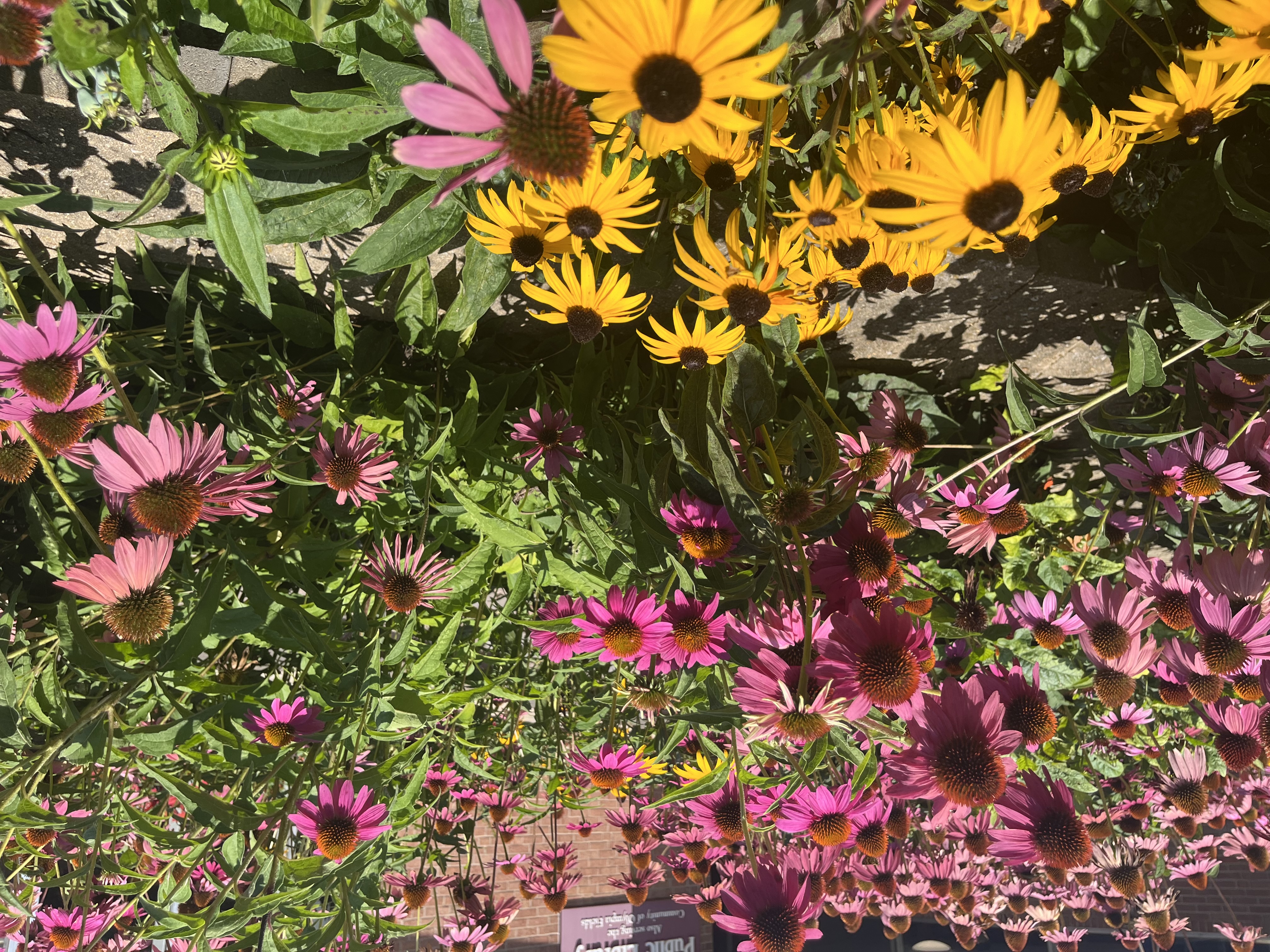Yellow and Purple Coneflowers