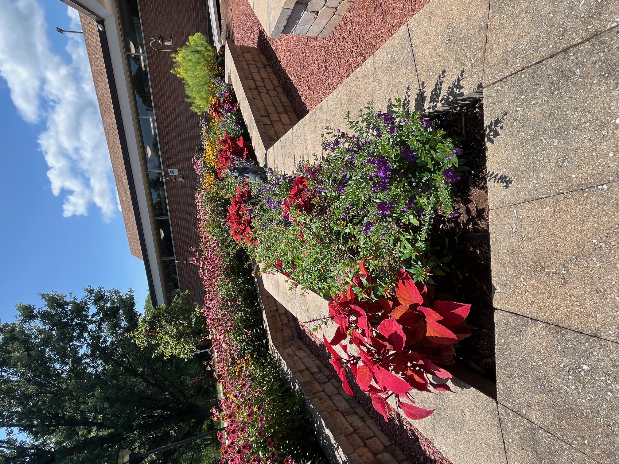 Purple And Red Raised Bed Flowers