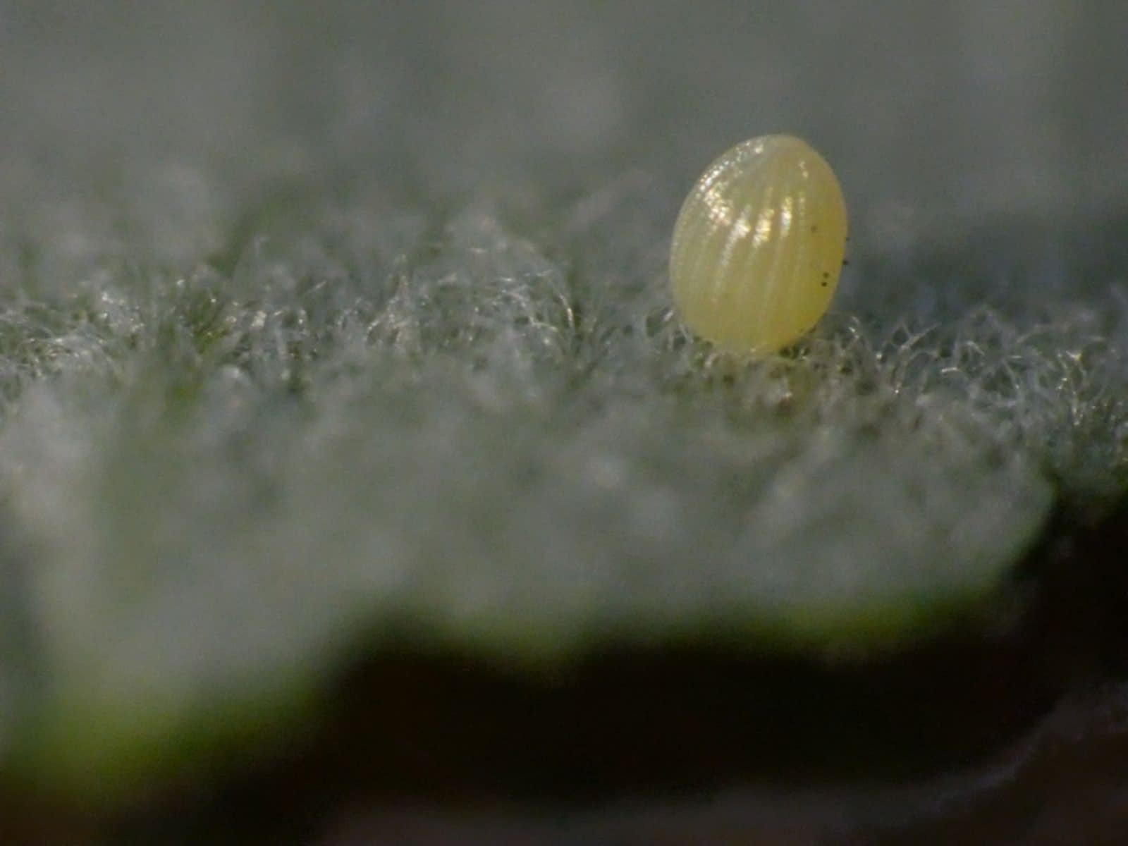 Egg Stage Close Up