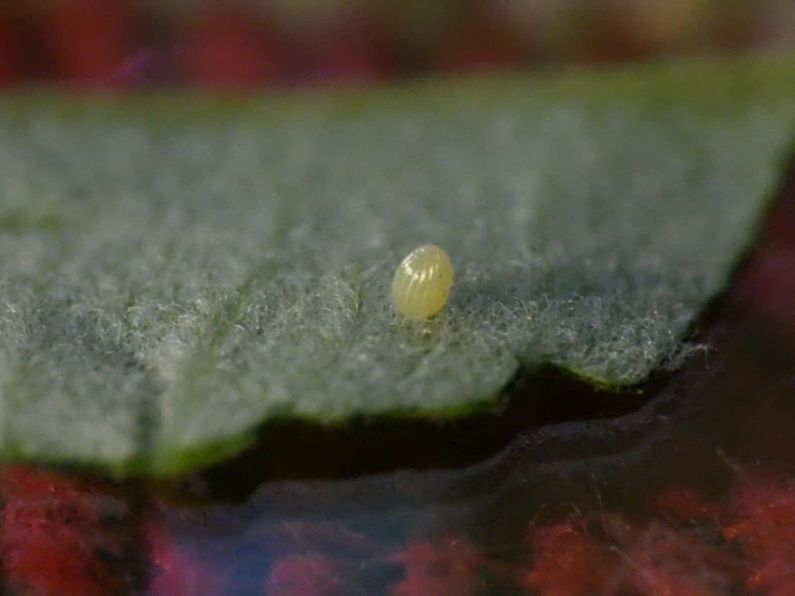 Egg Stage