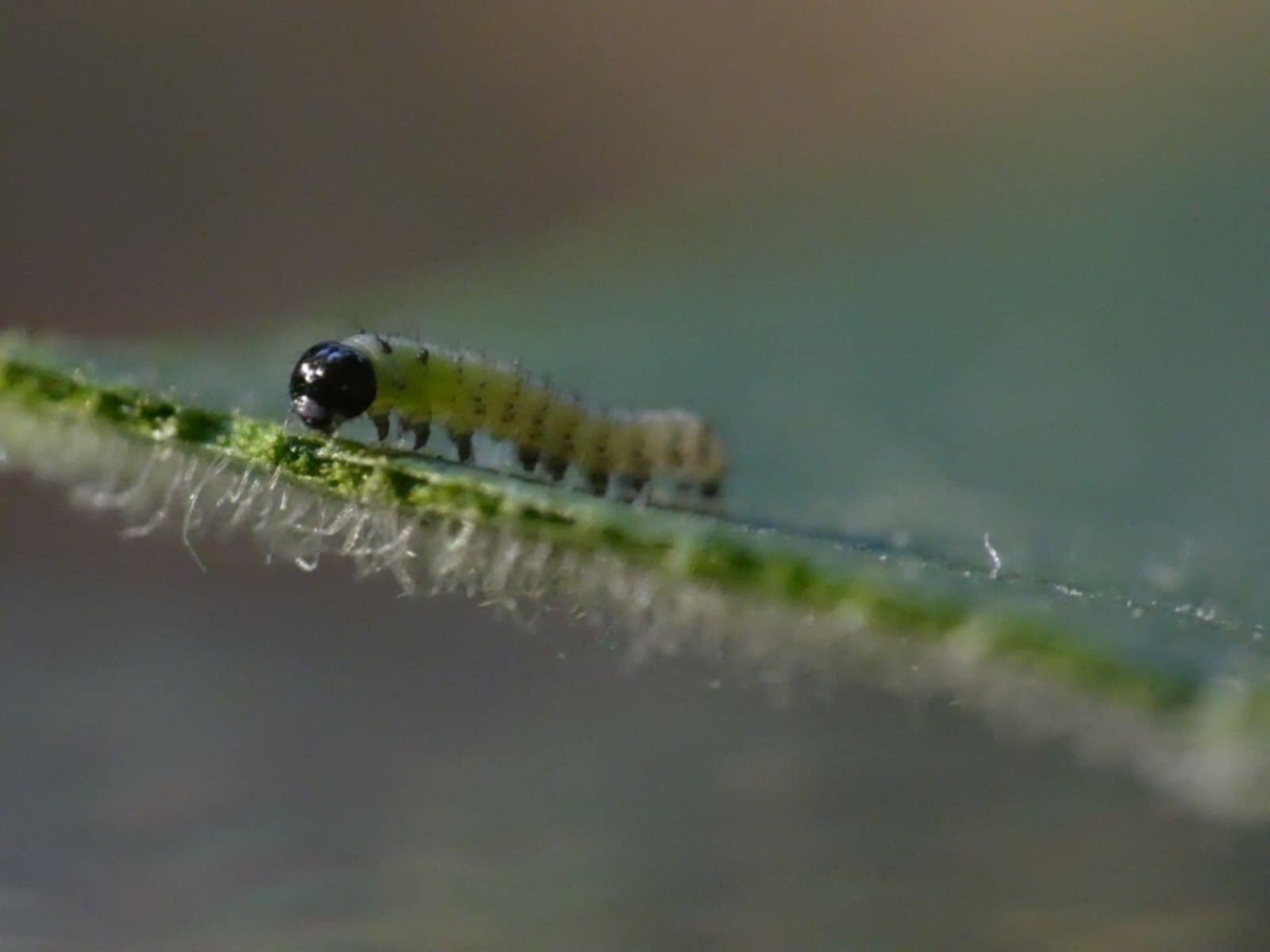 Caterpillar Stage