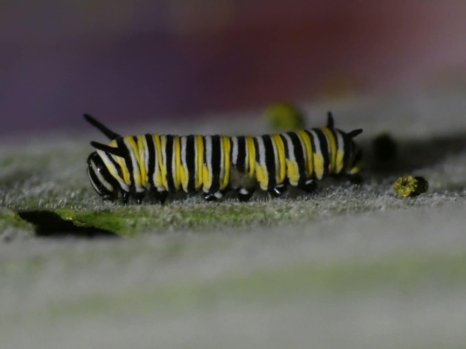 Butterfly Caterpillar