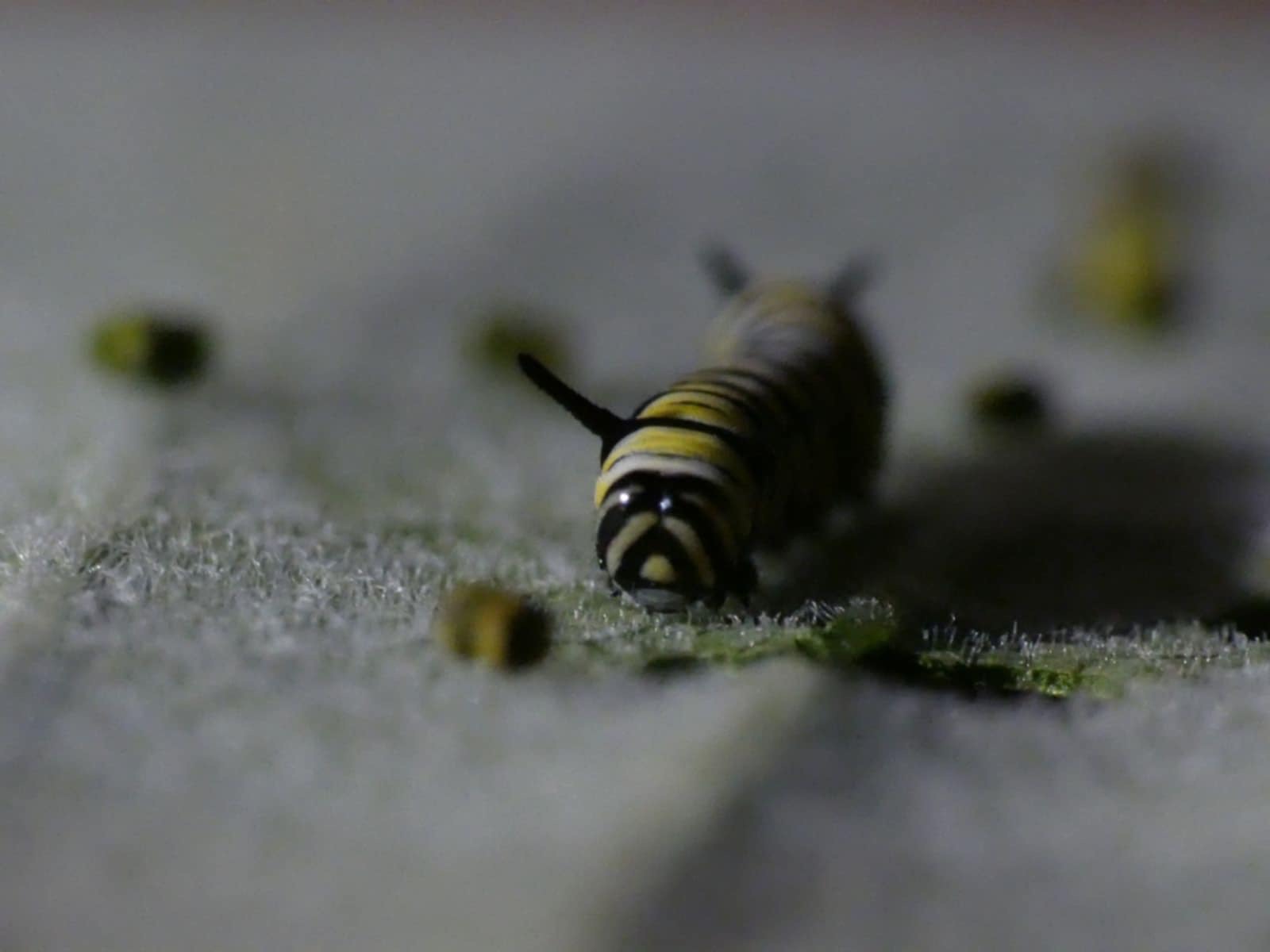 Caterpillar Close Up 2