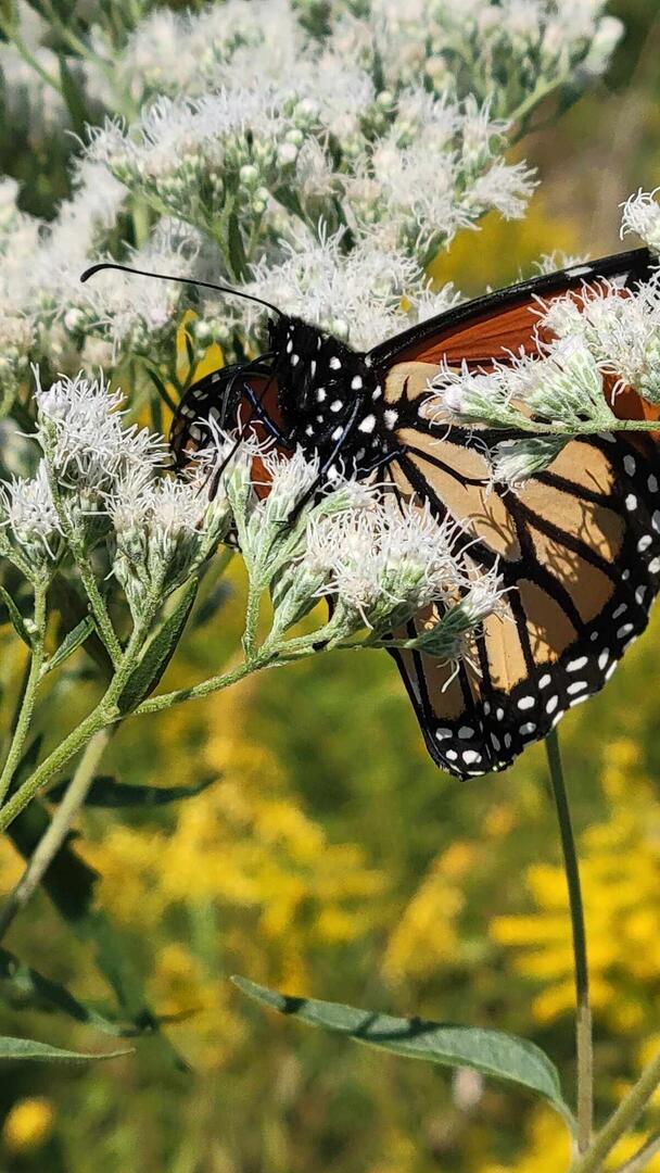 Butterfly on Flower