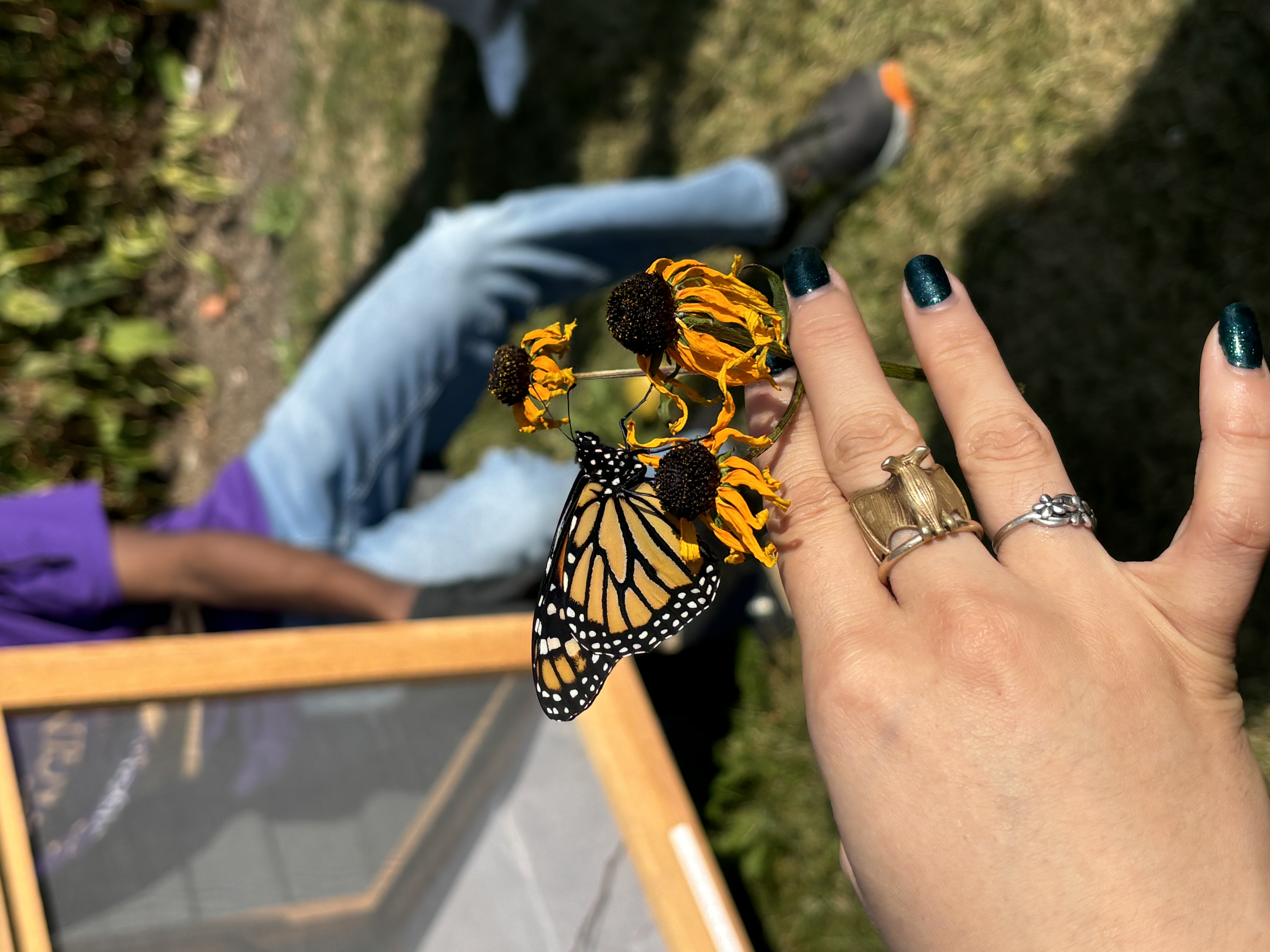 Butterfly with Coneflower