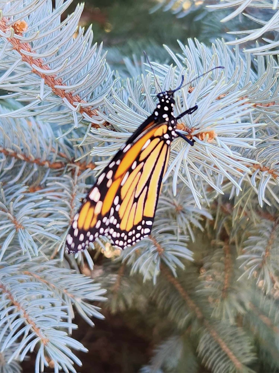 Butterfly Release