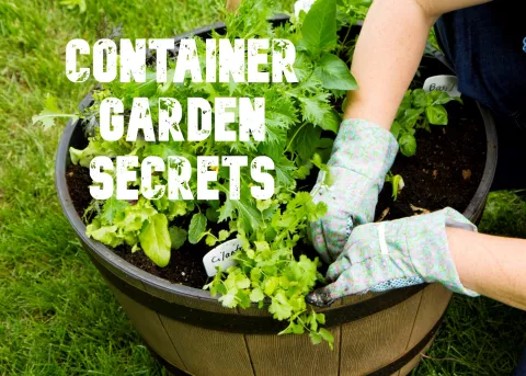 CONTAINER GARDEN SECRETS with THE UNIVERSITY OF ILLINOIS EXTENSION