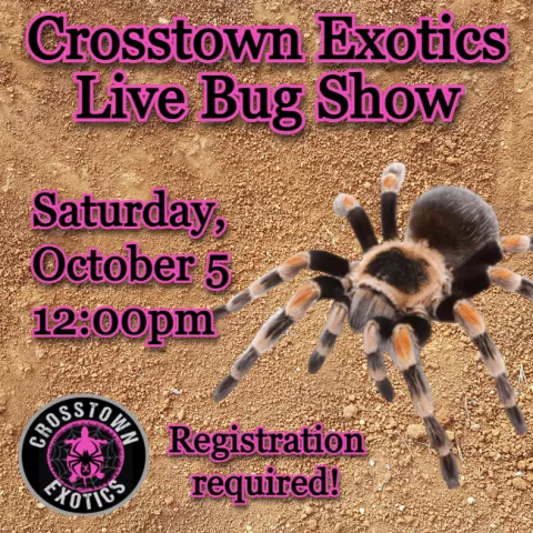 Crosstown Exotics: Live Bug Show