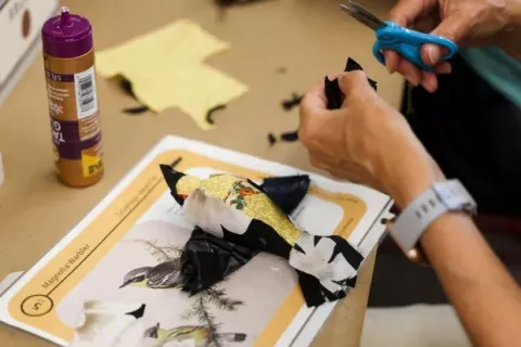 Bird Collisions in the Anthropocene Pop-Up for All Ages