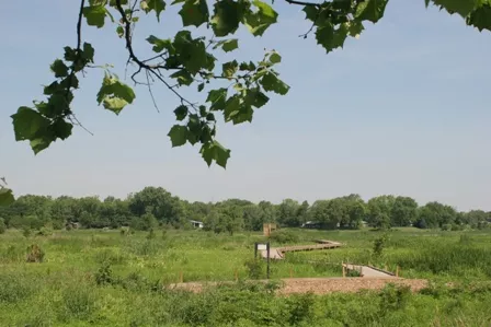 “Zen Under the Sun” A Mindful Walk into the Wetlands