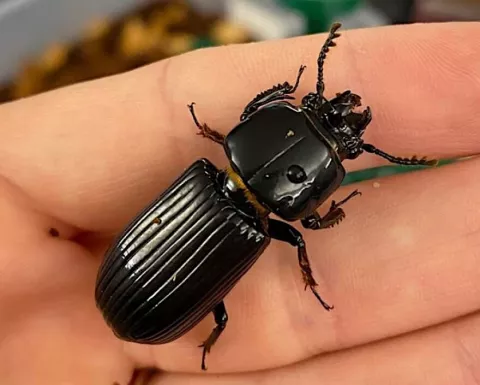 Insect Petting Zoo with Illinois Extension