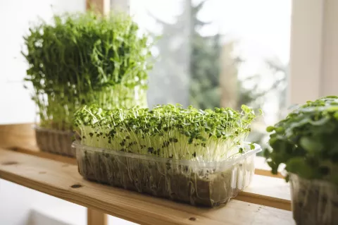 Grow Your Own Microgreens