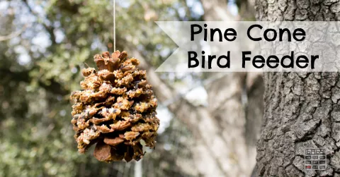 DIY: Pinecone Bird Feeders