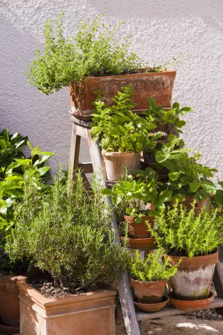 Herbology 101 for Adults (FULL)