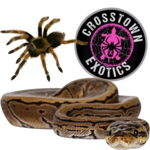 Bug Show with Crosstown Exotics 