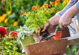 "Container Gardening" with the University of Illinois Extension