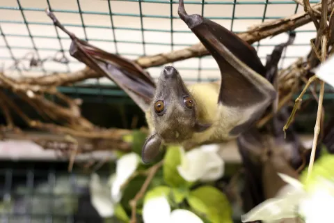 Incredible Bats: Animals Around the World